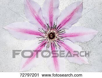 Stock Photography - single passion 
flower, overhead 
view, close-up. 
fotosearch - search 
stock photos, 
pictures, images, 
and photo clipart