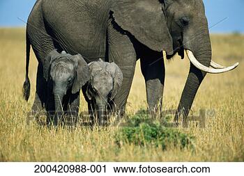 Stock Photography - african elephant 
(loxodonta africana) 
with two calves. 
fotosearch - search 
stock photos, 
pictures, images, 
and photo clipart