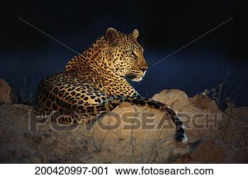 Stock Photography - african leopard 
(panthera pardus) 
laying on rock. 
fotosearch - search 
stock photos, 
pictures, images, 
and photo clipart