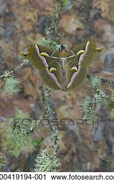 Stock Photography - alianthus silk 
moth (samia cynthia) 
on lichen-covered 
branch. fotosearch 
- search stock 
photos, pictures, 
images, and photo 
clipart