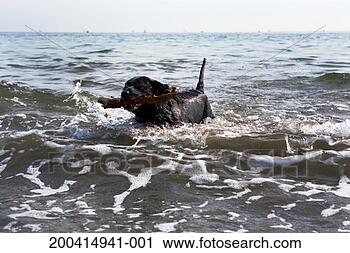 Stock Photography - black labrador 
retriever running 
through surf, 
playing fetch. 
fotosearch - search 
stock photos, 
pictures, images, 
and photo clipart