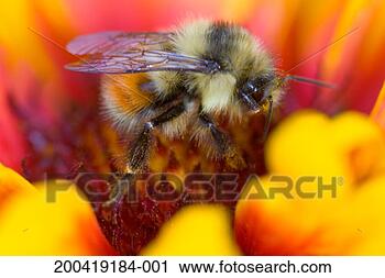 Stock Photography - bumblebee gathering 
pollen from blanket 
flower (gaillardia 
pulchella). fotosearch 
- search stock 
photos, pictures, 
images, and photo 
clipart