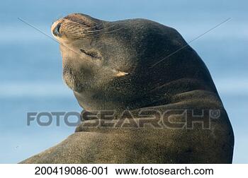 Stock Photography - california sea 
lion (zalophus 
californianus), 
head back, eyes 
closed. fotosearch 
- search stock 
photos, pictures, 
images, and photo 
clipart