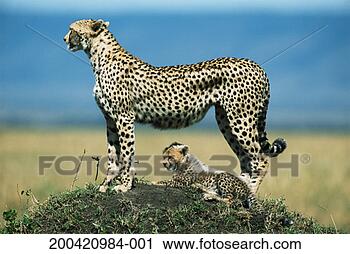Stock Photography - cheetah (acinonyx 
jubatus) and cub 
on termite mound, 
side view. fotosearch 
- search stock 
photos, pictures, 
images, and photo 
clipart