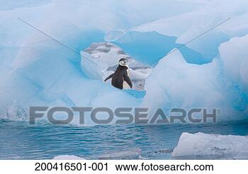 Stock Photography - chinstrap penguin 
(pygoscelis antarcticus) 
on ice. fotosearch 
- search stock 
photos, pictures, 
images, and photo 
clipart