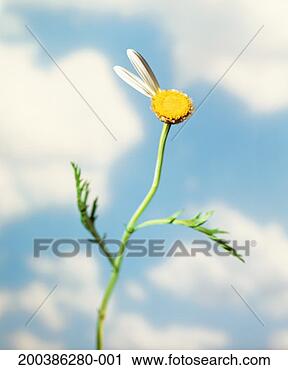 Arquivo de Fotografia - flor,  ausente, 
 pétalas,  close-up. 
fotosearch - busca 
de fotos, imagens 
e clipart
