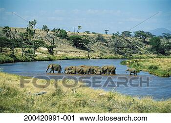 Stock Photography - herd of african 
elephants (loxodonta 
africana) crossing 
river. fotosearch 
- search stock 
photos, pictures, 
images, and photo 
clipart