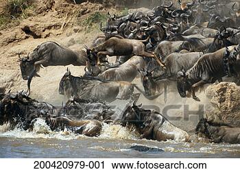 Stock Photography - herd of migrating 
wildebeest (connochaetes 
taurinus) crossing 
river. fotosearch 
- search stock 
photos, pictures, 
images, and photo 
clipart