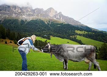 Stock Photography - italy, alto adige, 
young woman feeding 
grass to cow in 
valley. fotosearch 
- search stock 
photos, pictures, 
images, and photo 
clipart