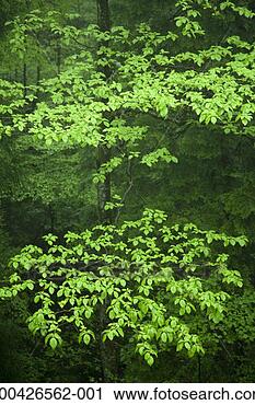 Stock Photography - japan, shizuoka 
prefecture, gotenba, 
forest. fotosearch 
- search stock 
photos, pictures, 
images, and photo 
clipart