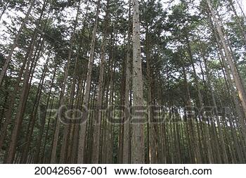 Stock Photography - japan, shizuoka 
prefecture, honkawane, 
cryptomeria japonica 
forest. fotosearch 
- search stock 
photos, pictures, 
images, and photo 
clipart
