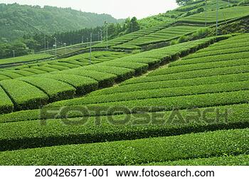 Stock Photography - japan, shizuoka 
prefecture, nakakawane, 
tea plantation. 
fotosearch - search 
stock photos, 
pictures, images, 
and photo clipart