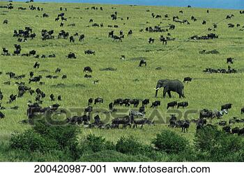 Stock Photography - kenya, masai mara 
national reserve, 
animals migrating, 
elevated view. 
fotosearch - search 
stock photos, 
pictures, images, 
and photo clipart