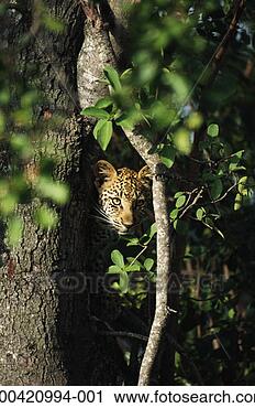 Stock Photography - leopard cub (panthera 
pardus), view 
through trees. 
fotosearch - search 
stock photos, 
pictures, images, 
and photo clipart