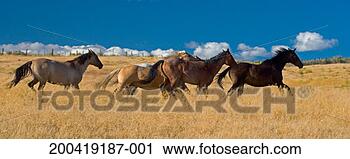 Stock Photography - quarter horses 
running across 
field of tall 
grass, side view. 
fotosearch - search 
stock photos, 
pictures, images, 
and photo clipart
