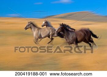 Stock Photography - quarter horses 
running across 
field of tall 
grass (blurred 
motion). fotosearch 
- search stock 
photos, pictures, 
images, and photo 
clipart
