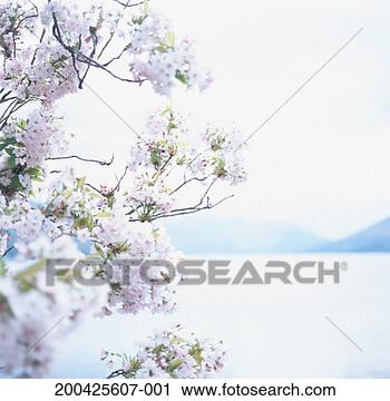 Stock Photography - scotland, edinburgh, 
loch earn, cherry 
blossom in foreground. 
fotosearch - search 
stock photos, 
pictures, images, 
and photo clipart