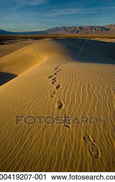 Stock Photography - usa, california, 
death valley national 
park, footprints 
on sand dune. 
fotosearch - search 
stock photos, 
pictures, images, 
and photo clipart