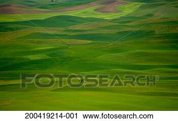 Stock Photography - usa, washington, 
palouse, field 
of wheat and peas, 
spring. fotosearch 
- search stock 
photos, pictures, 
images, and photo 
clipart