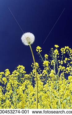 Stock Photography - dandelion seed 
head in oil seed 
rape field, close-up. 
fotosearch - search 
stock photos, 
pictures, images, 
and photo clipart