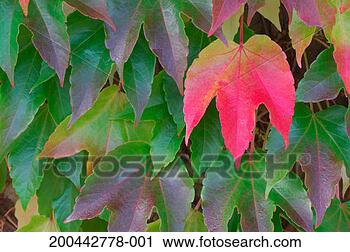 Stock Photography - japanese creeper 
(parthenocissus 
tricuspidata), 
full frame. fotosearch 
- search stock 
photos, pictures, 
images, and photo 
clipart