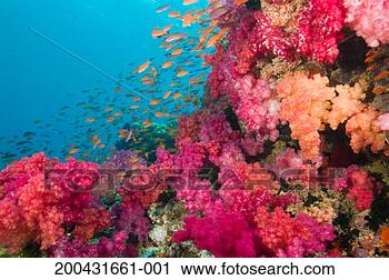 Stock Photography - schooling fairy 
basslets (pseudanthias 
squamipinnis) 
among coral. fotosearch 
- search stock 
photos, pictures, 
images, and photo 
clipart