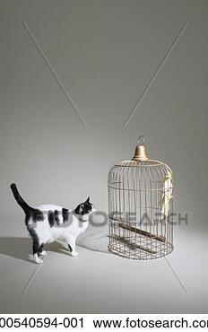 Stock Photography - cat looking at 
cockatiel in cage, 
(digital composite). 
fotosearch - search 
stock photos, 
pictures, images, 
and photo clipart