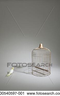 Stock Photography - cockatiel (nymphicus 
hollandicus) standing 
beside  cage with 
door open. fotosearch 
- search stock 
photos, pictures, 
images, and photo 
clipart