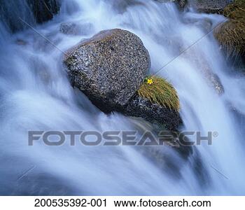 Stock Photography - australia, new 
south wales, alpine 
buttercup and 
rocks in stream. 
fotosearch - search 
stock photos, 
pictures, images, 
and photo clipart