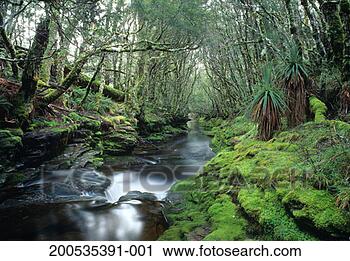 Stock Photography - australia, tasmania, 
central highlands, 
stream in rainforest. 
fotosearch - search 
stock photos, 
pictures, images, 
and photo clipart
