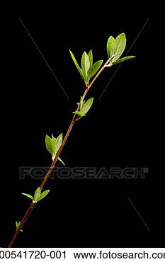 Stock Photography - branch with leaflets, 
close-up. fotosearch 
- search stock 
photos, pictures, 
images, and photo 
clipart