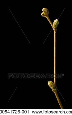 Stock Photography - budding tree, 
close-up of branch. 
fotosearch - search 
stock photos, 
pictures, images, 
and photo clipart