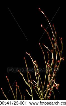 Stock Photography - budding tree (soft 
focus). fotosearch 
- search stock 
photos, pictures, 
images, and photo 
clipart