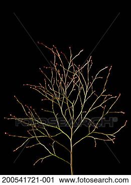 Stock Photography - budding tree. 
fotosearch - search 
stock photos, 
pictures, images, 
and photo clipart