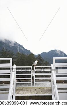 Stock Photography - canada, british 
columbia, howe 
sound, seagull 
on railing. fotosearch 
- search stock 
photos, pictures, 
images, and photo 
clipart
