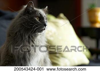 Stock Photography - cat looking away. 
fotosearch - search 
stock photos, 
pictures, images, 
and photo clipart