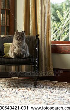 Stock Photography - cat sitting on 
armchair. fotosearch 
- search stock 
photos, pictures, 
images, and photo 
clipart