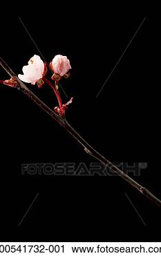 Stock Photography - cherry tree, close-up 
of branch and 
cherry blossoms. 
fotosearch - search 
stock photos, 
pictures, images, 
and photo clipart