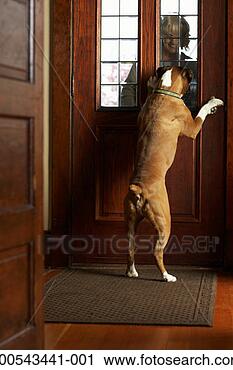 Stock Photography - dog greeting mature 
woman at front 
door, woman smiling. 
fotosearch - search 
stock photos, 
pictures, images, 
and photo clipart