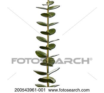 Stock Photography - eucalyptus stem, 
close-up. fotosearch 
- search stock 
photos, pictures, 
images, and photo 
clipart