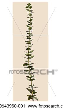 Stock Photography - eucalyptus stem. 
fotosearch - search 
stock photos, 
pictures, images, 
and photo clipart