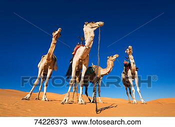 Stock Photo - four dromedary 
camels (camelus 
dromedaris) in 
desert. fotosearch 
- search stock 
photos, pictures, 
images, and photo 
clipart