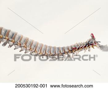 Stock Photography - human spine. fotosearch 
- search stock 
photos, pictures, 
images, and photo 
clipart