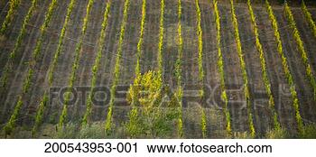 Stock Photography - italy, tuscany, 
chianti, radda, 
vineyards of sangiovese 
grapes. fotosearch 
- search stock 
photos, pictures, 
images, and photo 
clipart