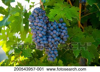 Stock Photography - italy, tuscany, 
chianti, radda, 
sangiovese grapes 
on vine. fotosearch 
- search stock 
photos, pictures, 
images, and photo 
clipart