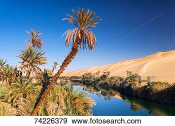 Stock Photograph - oasis with date 
palms (phoenix 
dactylifera) in 
sahara desert. 
fotosearch - search 
stock photos, 
pictures, images, 
and photo clipart