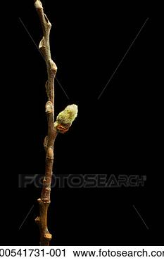 Stock Photography - pussy willow, 
close-up of branch. 
fotosearch - search 
stock photos, 
pictures, images, 
and photo clipart