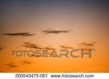 Stock Photography - snow geese (anser 
caerulescens) 
in flight at sunrise 
(blurred motion). 
fotosearch - search 
stock photos, 
pictures, images, 
and photo clipart