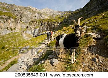 Stock Photography - switzerland, kandersteg, 
hikers and mountain 
goat (focus on 
goat). fotosearch 
- search stock 
photos, pictures, 
images, and photo 
clipart