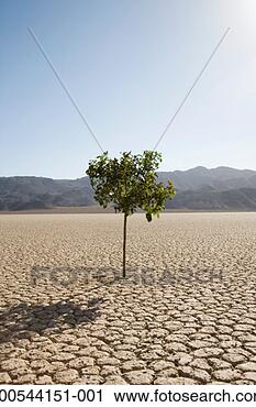 Stock Photography - tree growing in 
desert. fotosearch 
- search stock 
photos, pictures, 
images, and photo 
clipart
